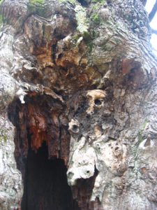 Le mazzerisme (partie 4)